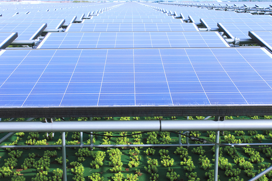 営農型太陽光とは